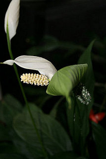 Plants That Purify:  Peace Lily